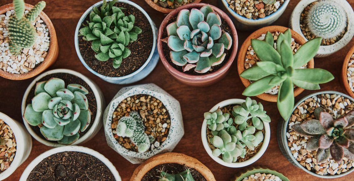 Sua suculenta está definhando? Verifique as raízes da planta! Foto: Freepik