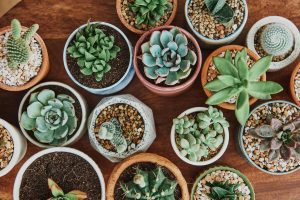 Sua suculenta está definhando? Verifique as raízes da planta! Foto: Freepik