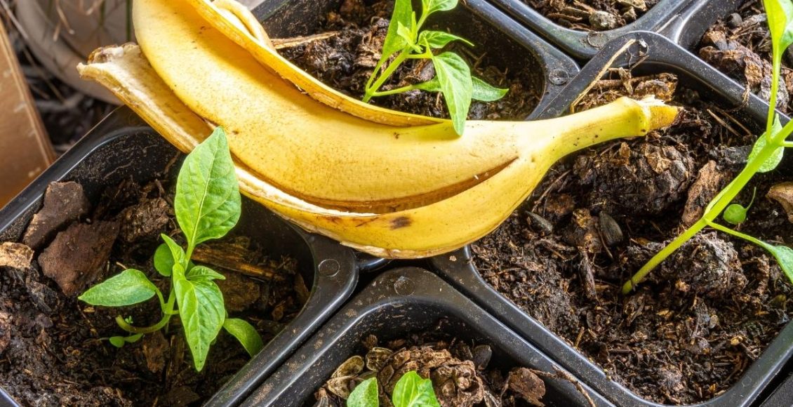 Use cascas de bananas como adubo e veja o que podem melhorar sua horta. Foto: Canva