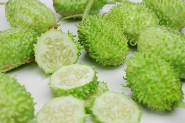 Como plantar maxixe do jeito certo? Confira dicas de cultivo - Diário Prime