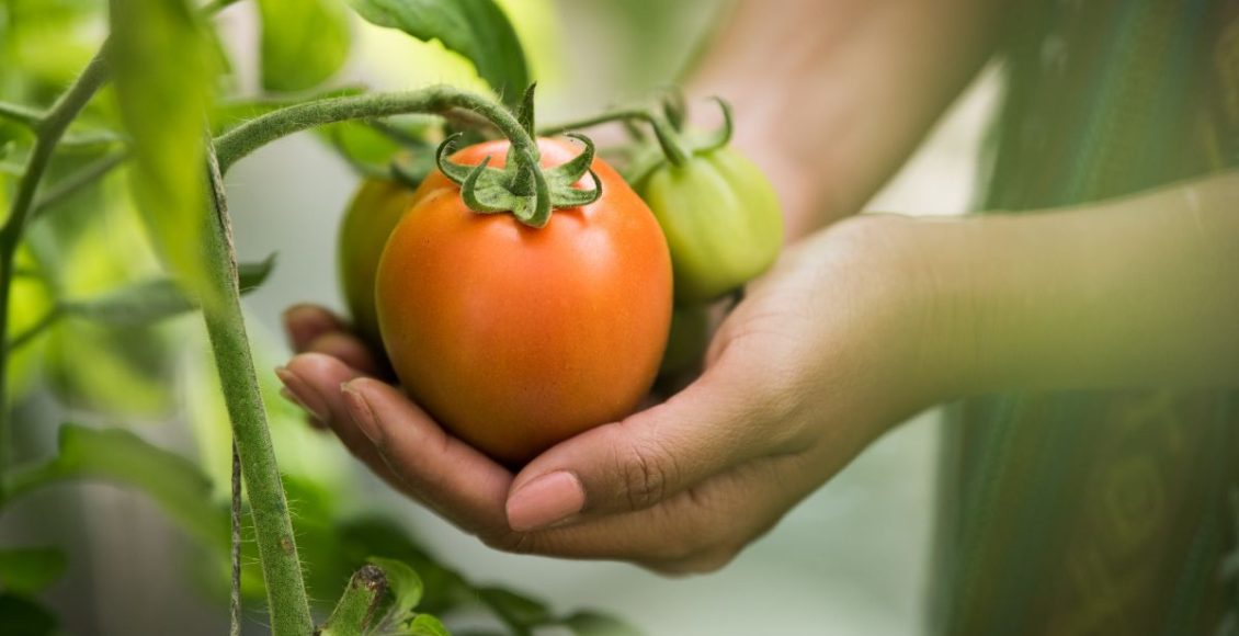 Horta em casa: aprenda como iniciar o cultivo de vegetais em casa sem gastar dinheiro - Fonte: Freepik