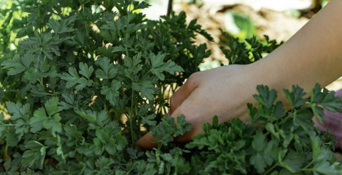 Cheiro-verde no quintal? Cultive os vegetais necessários e tenha sempre que precisar - Fonte: Freepik