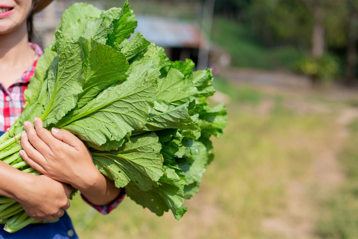 Horta em casa: aprenda como iniciar o cultivo de vegetais em casa sem gastar dinheiro - Fonte: Freepik