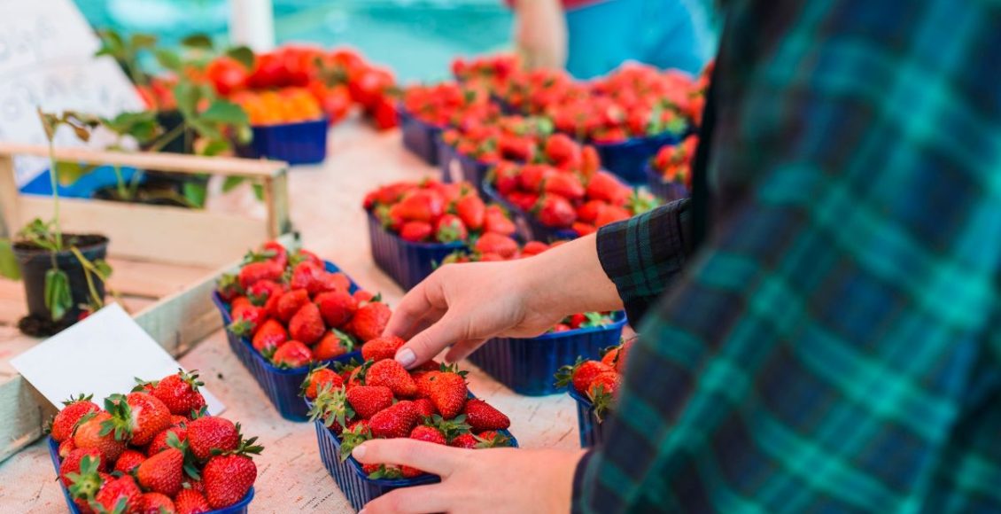 3 dicas para cultivar morango em vaso sem usar veneno: cultive o quanto antes. Fonte: Freepik