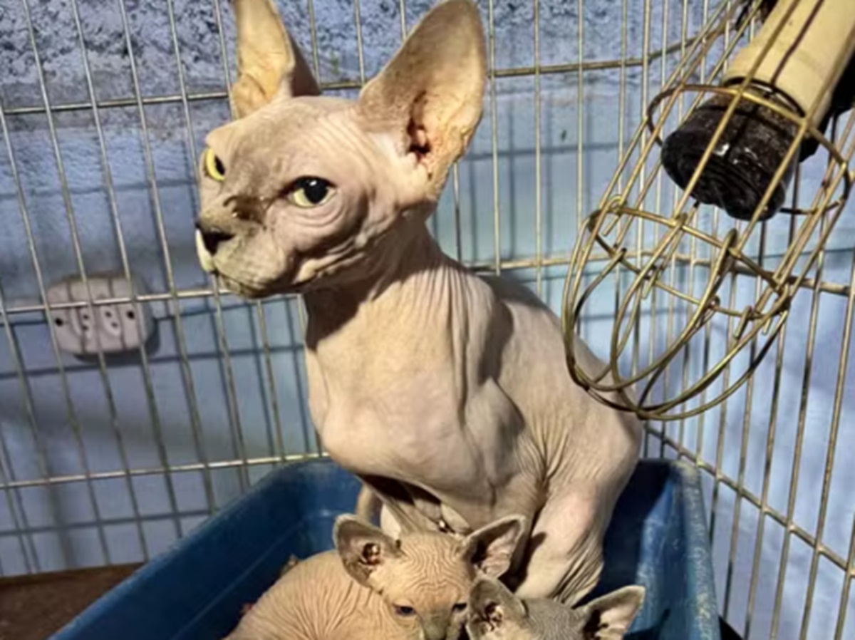 Qual o destino dos 133 gatos e 5 cachorros apreendidos em SP. Imagem: Divulgação Polícia Civil de SP