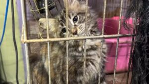 Qual o destino dos 133 gatos e 5 cachorros apreendidos em SP. Imagem: Divulgação Polícia Civil de SP