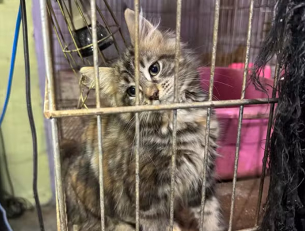 Qual o destino dos 133 gatos e 5 cachorros apreendidos em SP. Imagem: Divulgação Polícia Civil de SP