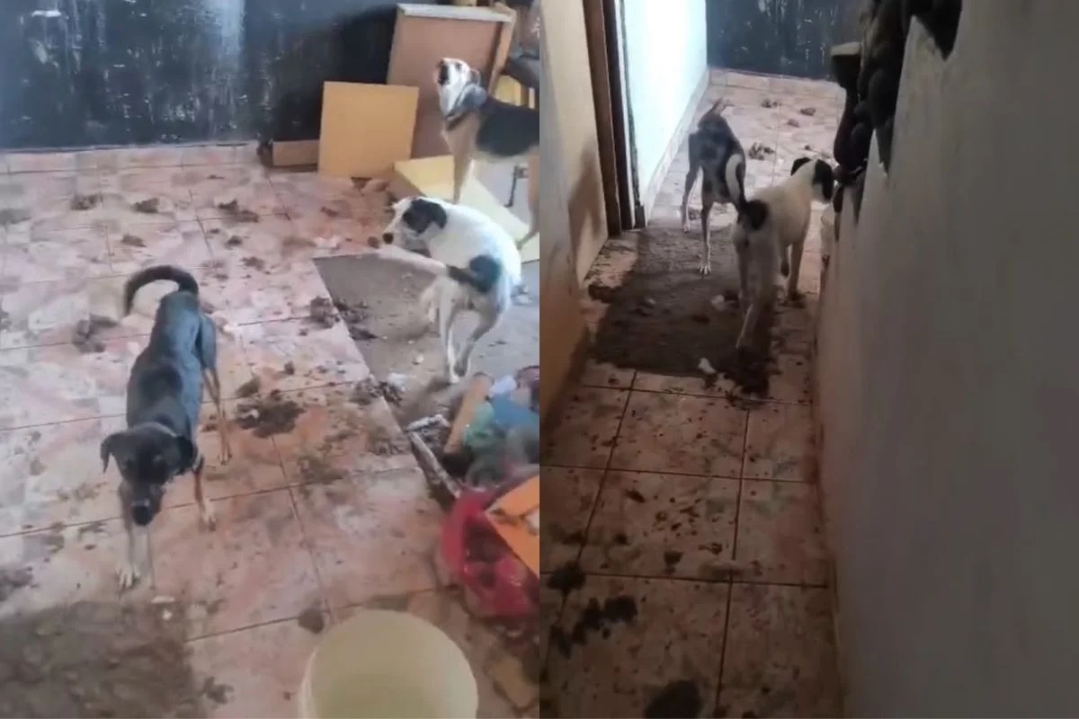 PM apreende 25 animais em situação de maus-tratos em SP. Imagem: Reprodução