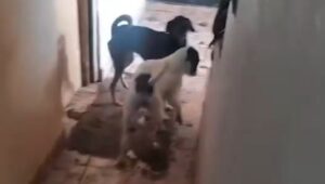 PM apreende 25 animais em situação de maus-tratos em SP. Imagem: Reprodução