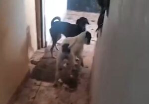 PM apreende 25 animais em situação de maus-tratos em SP. Imagem: Reprodução