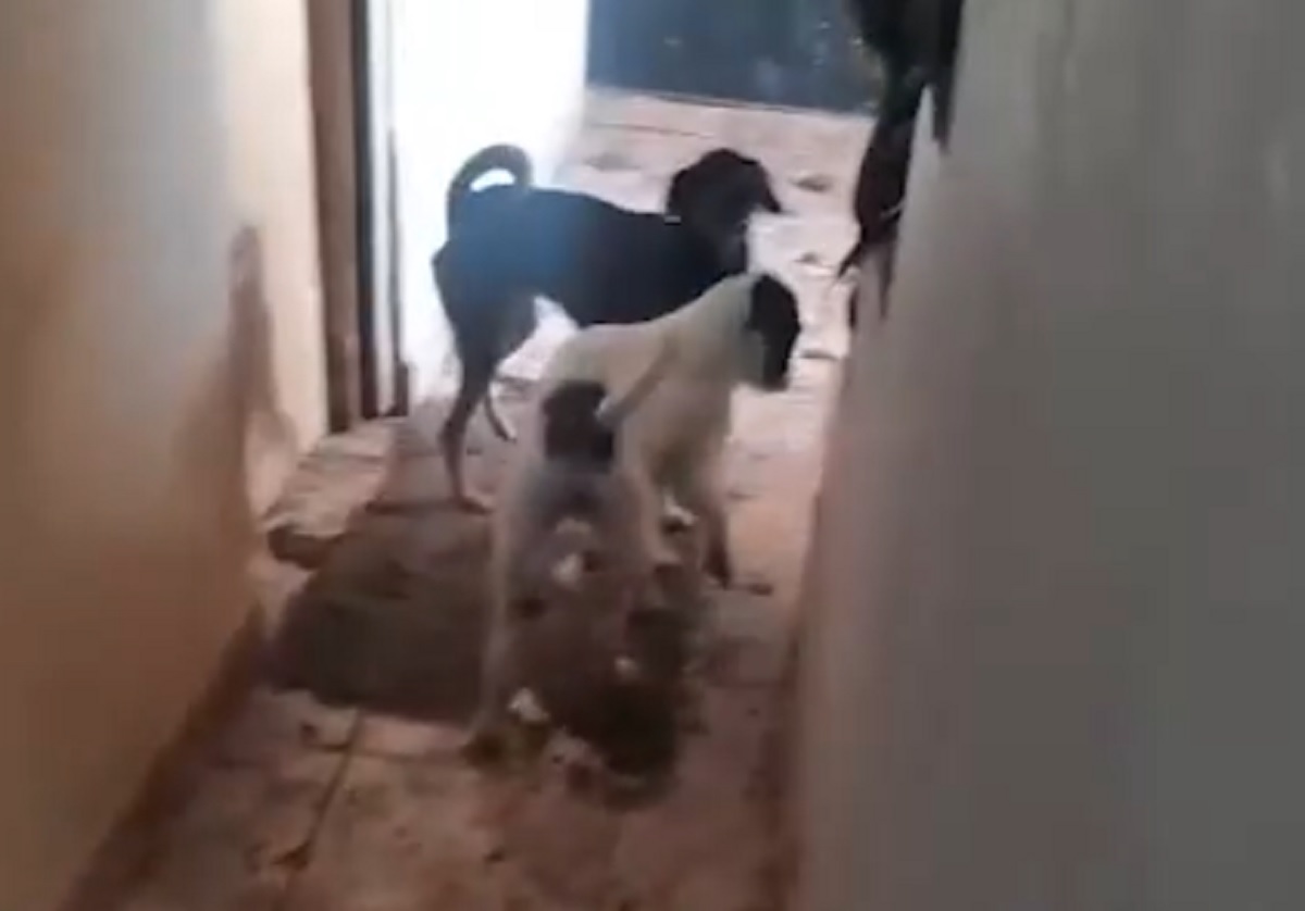 PM apreende 25 animais em situação de maus-tratos em SP. Imagem: Reprodução