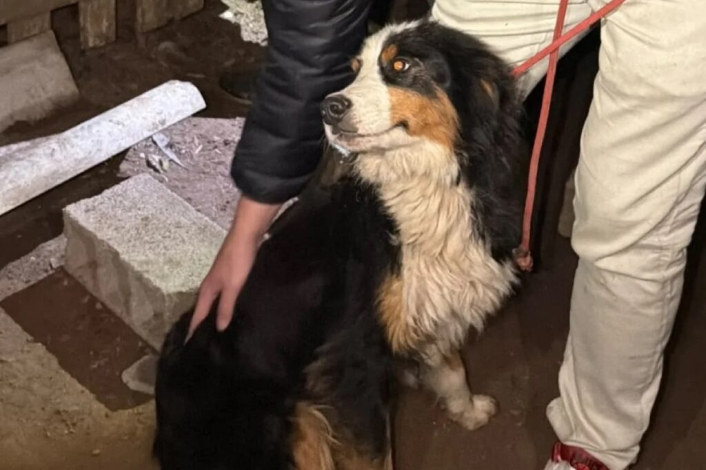 Guarda resgata 21 cachorros abandonados e com fome. Imagem: Divulgação