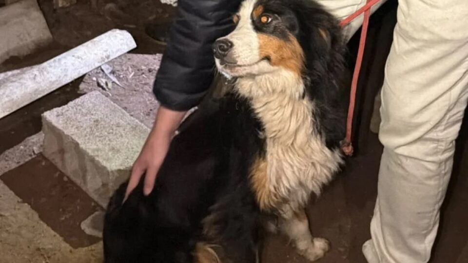 Guarda resgata 21 cachorros abandonados e com fome. Imagem: Divulgação