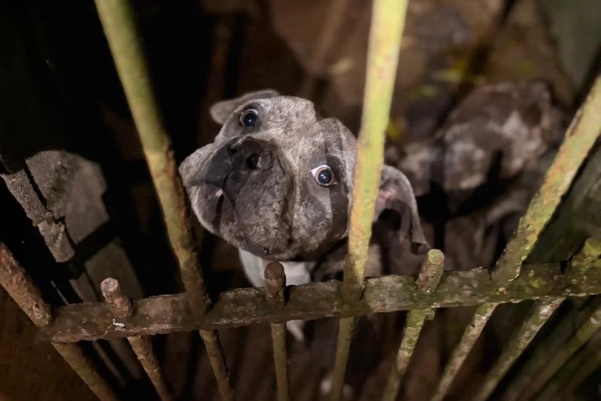 Guarda resgata 21 cachorros abandonados e com fome. Imagem: Divulgação