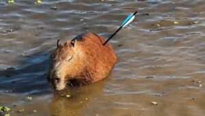Capivara ferida em Guarapiranga acende alerta em SP. Imagem: Divulgação GCM