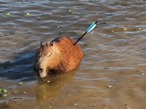 Capivara ferida em Guarapiranga acende alerta em SP. Imagem: Divulgação GCM