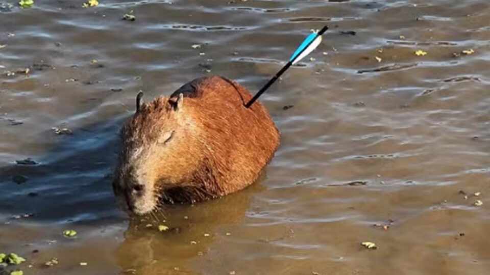 Capivara ferida em Guarapiranga acende alerta em SP. Imagem: Divulgação GCM