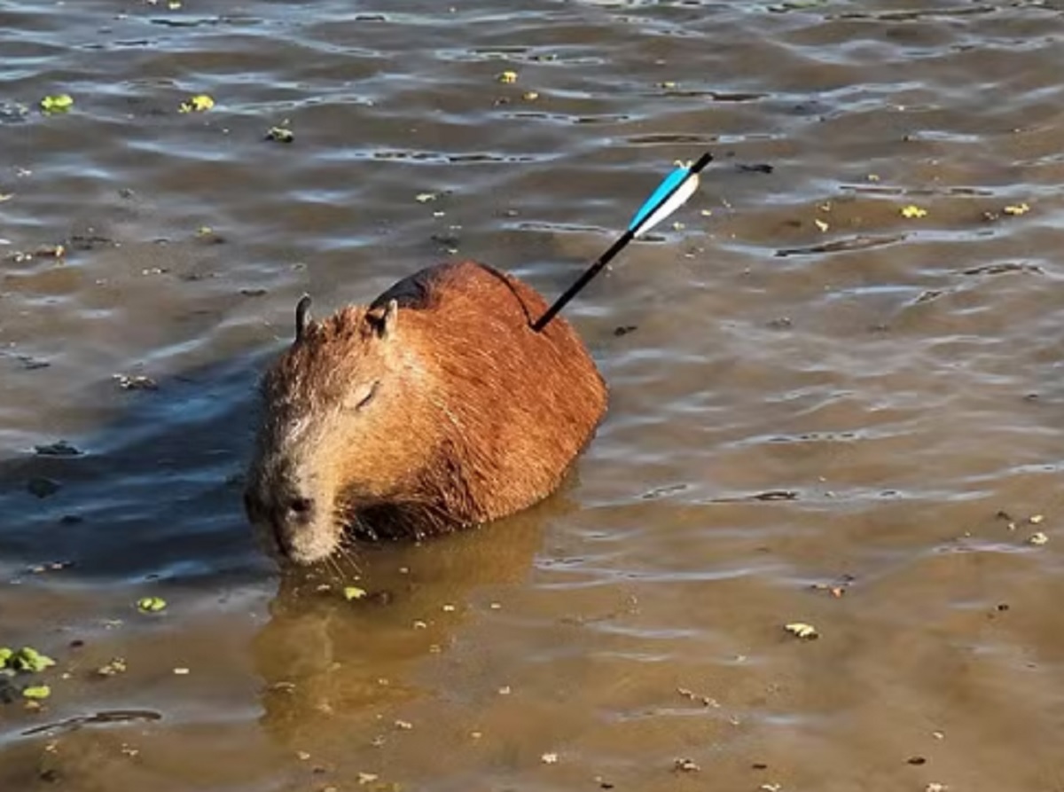Capivara ferida em Guarapiranga acende alerta em SP
