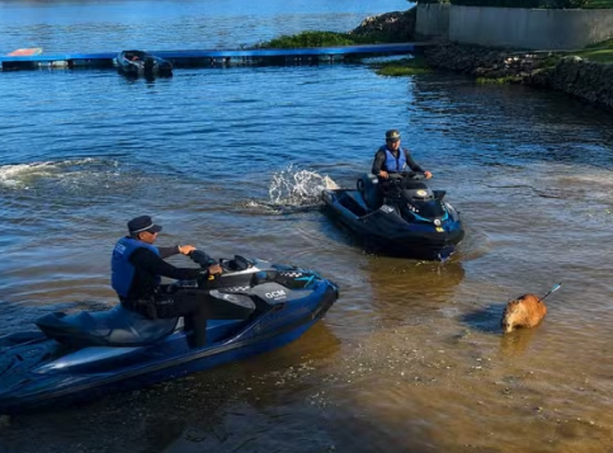 Capivara ferida em Guarapiranga acende alerta em SP. Imagem: Divulgação GCM Capivara ferida em Guarapiranga acende alerta em SP. Imagem: Divulgação GCM