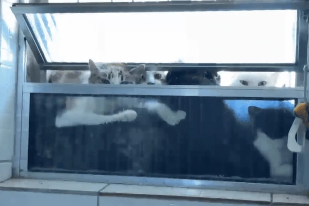 O que se sabe sobre a ONG onde se colocava gatos no freezer. Imagem: Reprodução