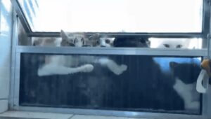 O que se sabe sobre a ONG onde se colocava gatos no freezer. Imagem: Reprodução