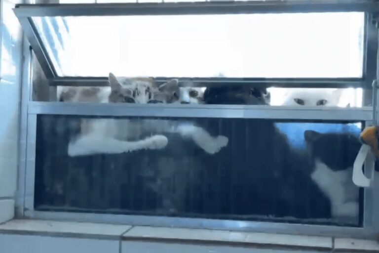 O que se sabe sobre a ONG onde se colocava gatos no freezer