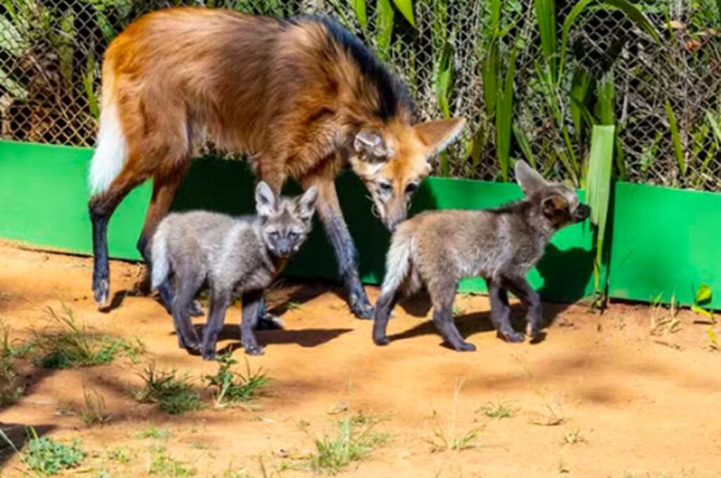 Zoológico de SP ganha 3 filhotes de lobo-guará. Imagem: Zoológico de SP