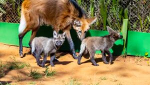 Zoológico de SP ganha 3 filhotes de lobo-guará. Imagem: Zoológico de SP