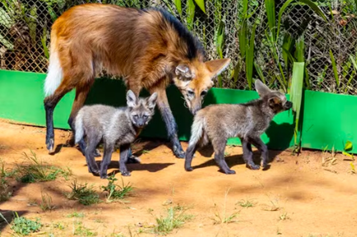 Zoológico de SP ganha 3 filhotes de lobo-guará