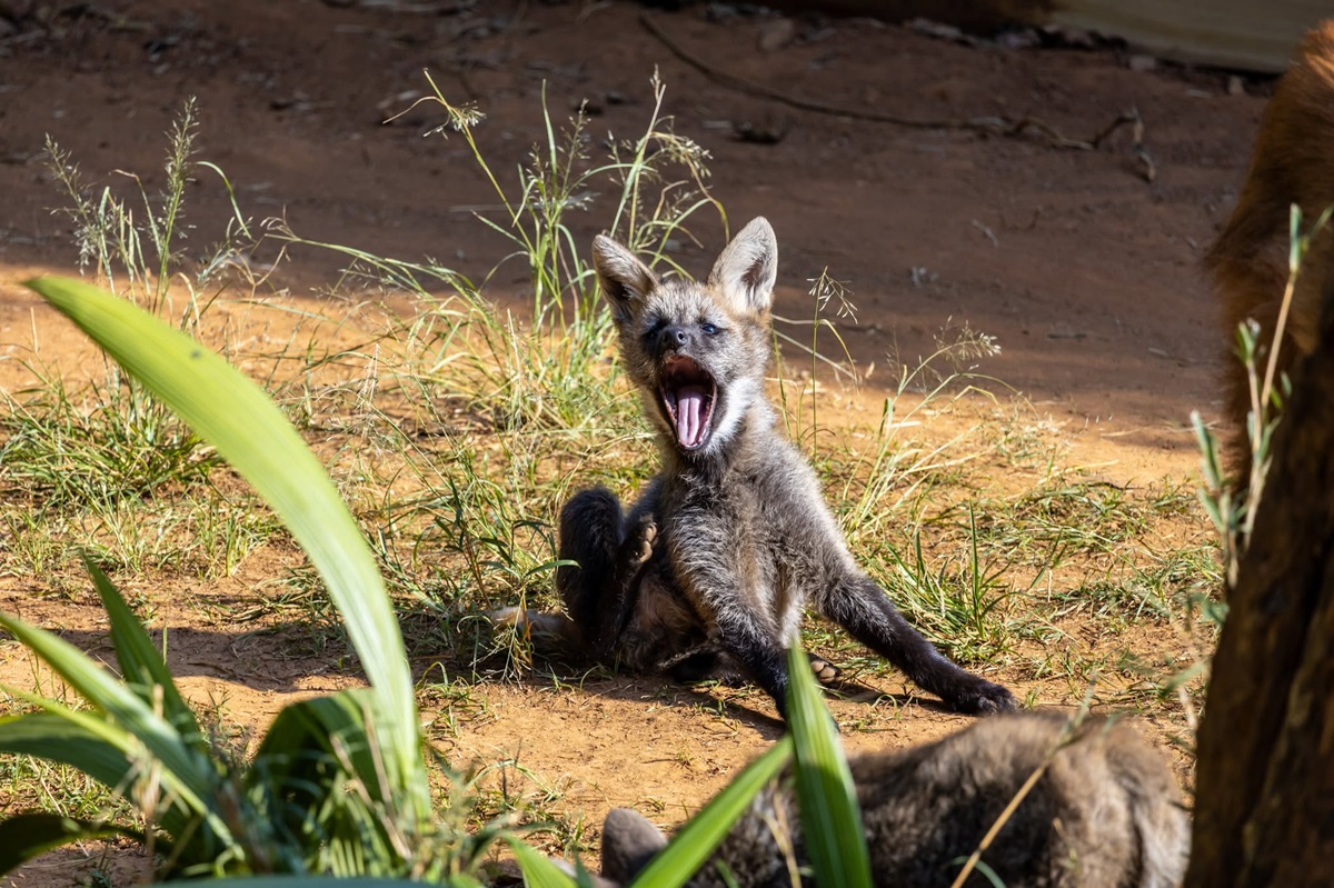 Zoológico de SP ganha 3 filhotes de lobo-guará. Imagem: Zoológico de SP