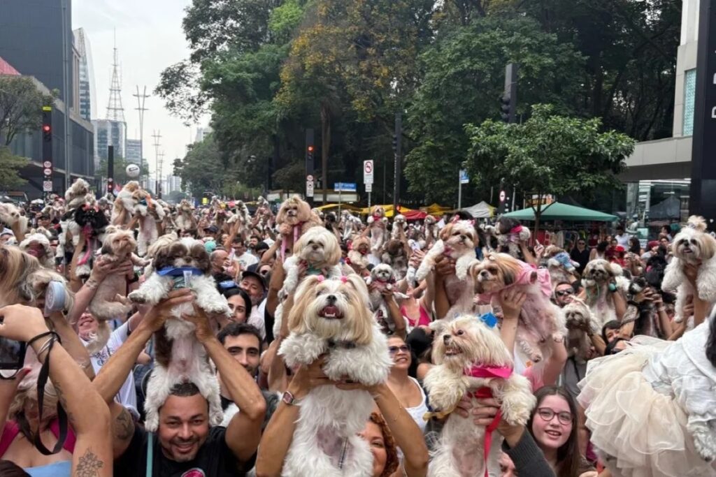 Avenida Paulista vive dia 'agitado' com shih tzus e políticos. Imagem: Reprodução/ @encontrodeshihtzu_sp