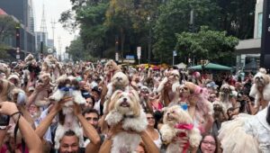 Avenida Paulista vive dia 'agitado' com shih tzus e políticos. Imagem: Reprodução/ @encontrodeshihtzu_sp