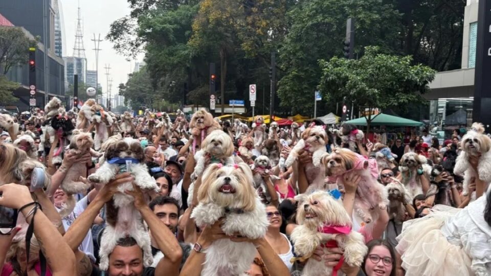 Avenida Paulista vive dia 'agitado' com shih tzus e políticos. Imagem: Reprodução/ @encontrodeshihtzu_sp