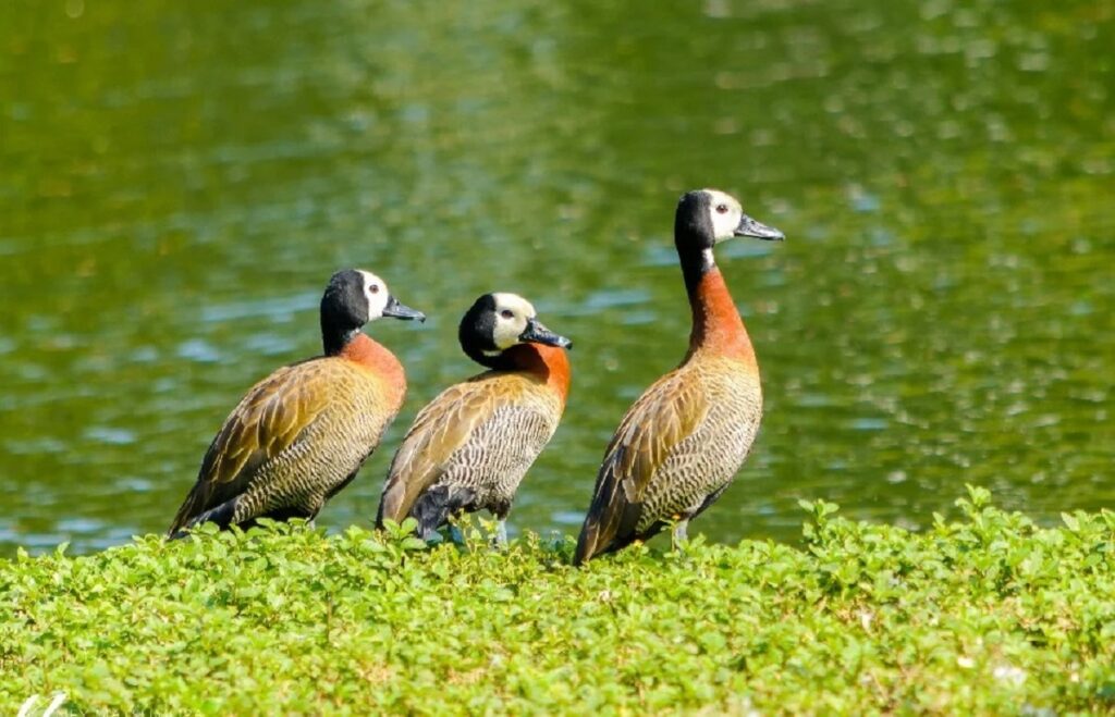 Gripe Aviária: SP confirma caso em ave silvestre. Imagem: Ney Matsumura/Parque Ibirapuera