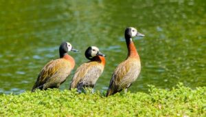 Gripe Aviária: SP confirma caso em ave silvestre. Imagem: Ney Matsumura/Parque Ibirapuera