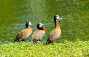 Gripe Aviária: SP confirma caso em ave silvestre. Imagem: Ney Matsumura/Parque Ibirapuera