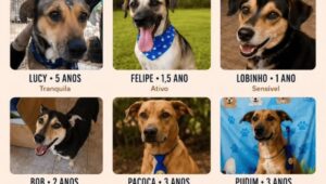 Seis cachorros buscam novo lar; tutora com câncer teme abandono. Imagem: Divulgação