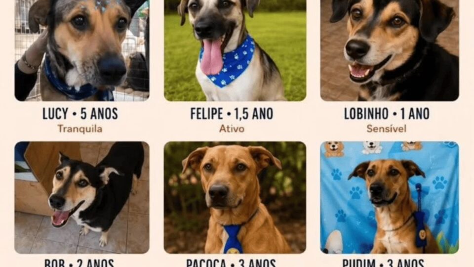 Seis cachorros buscam novo lar; tutora com câncer teme abandono. Imagem: Divulgação