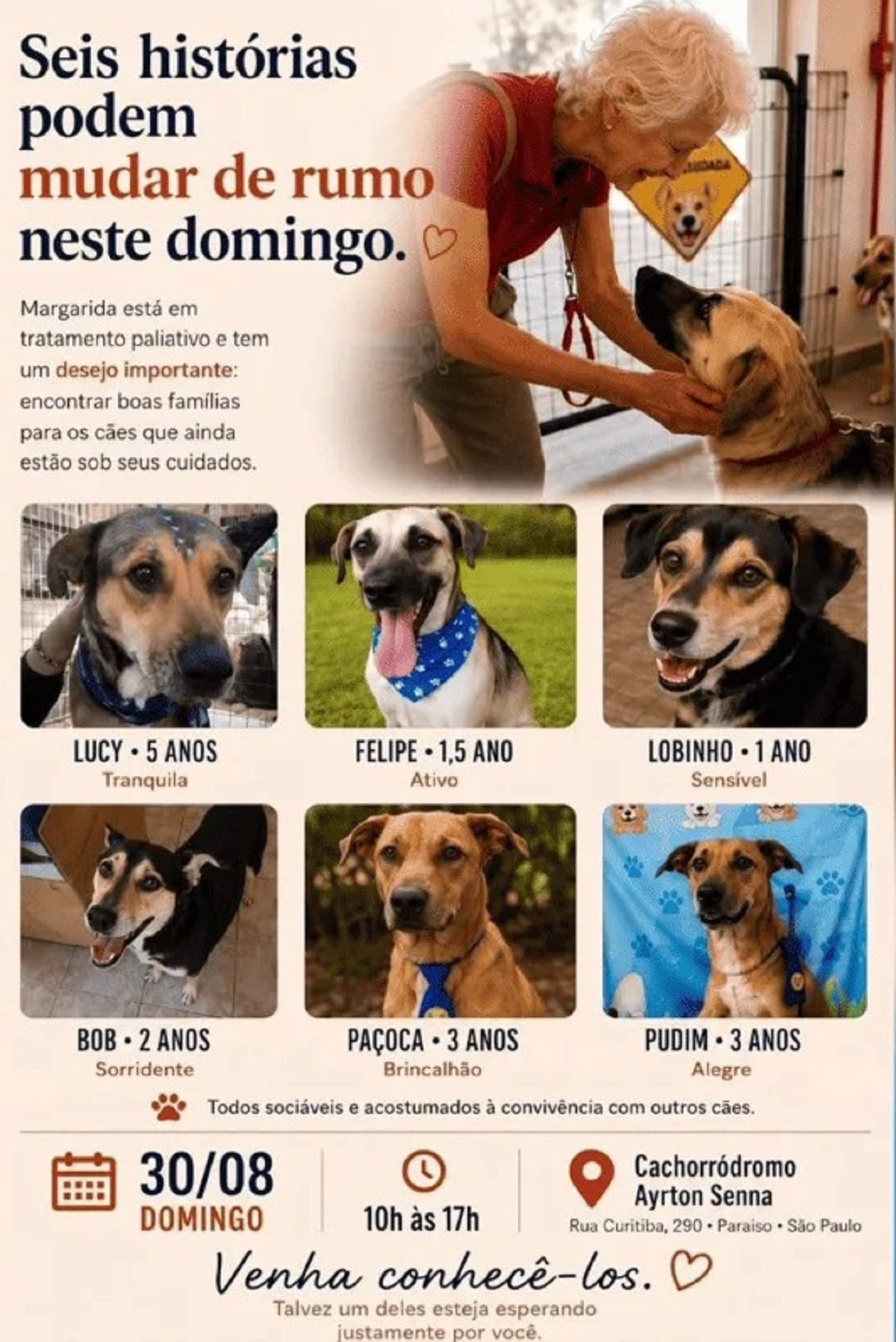 Seis cachorros buscam novo lar; tutora com câncer teme abandono. Imagem: Divulgação