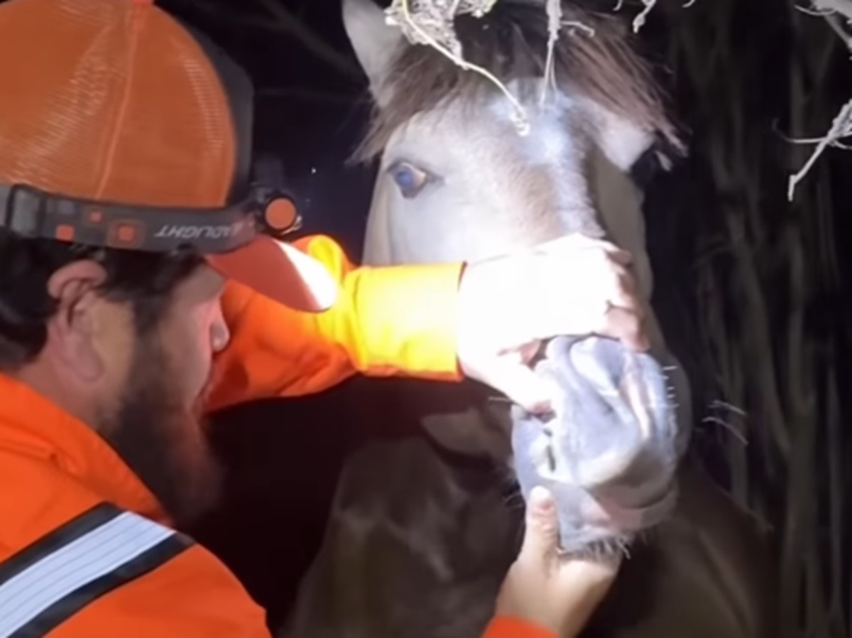 Incêndio em fábrica gerou desafio para resgate de animais. Imagem: Reprodução Incêndio em fábrica gerou desafio para resgate de animais. Imagem: Reprodução