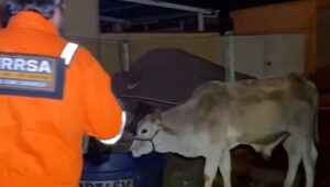 Incêndio em fábrica gerou desafio para resgate de animais. Imagem: Reprodução
