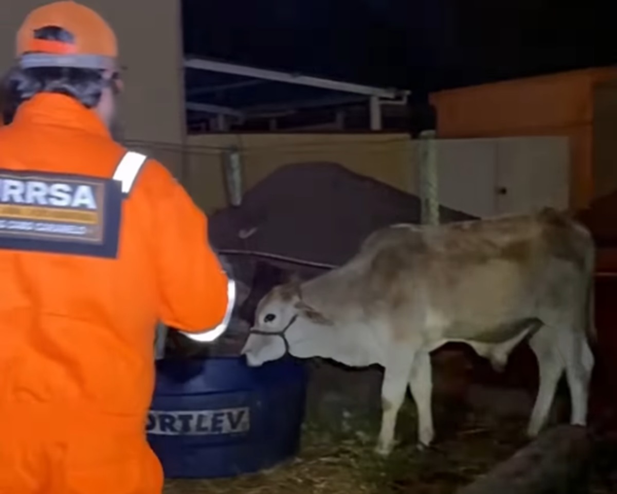 Incêndio em fábrica gerou desafio para resgate de animais. Imagem: Reprodução