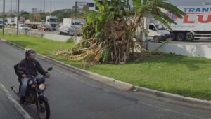 Gangue da bananeira: conheça nova modalidade do crime em SP. Imagem: Reprodução