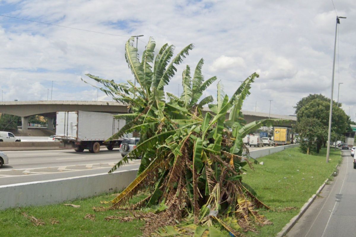 Gangue da bananeira: conheça nova modalidade do crime em SP. Imagem: Reprodução Gangue da bananeira: conheça nova modalidade do crime em SP. Imagem: Reprodução