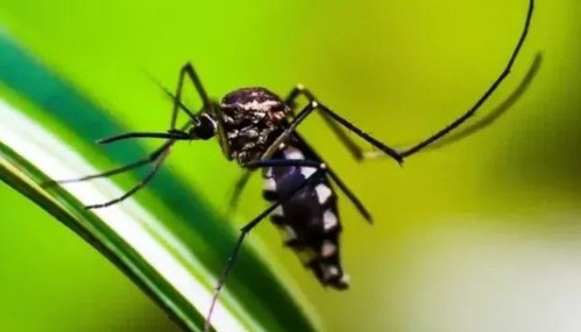 Febre do Nilo Ocidental em SP: como se proteger. Imagem: Pixabay