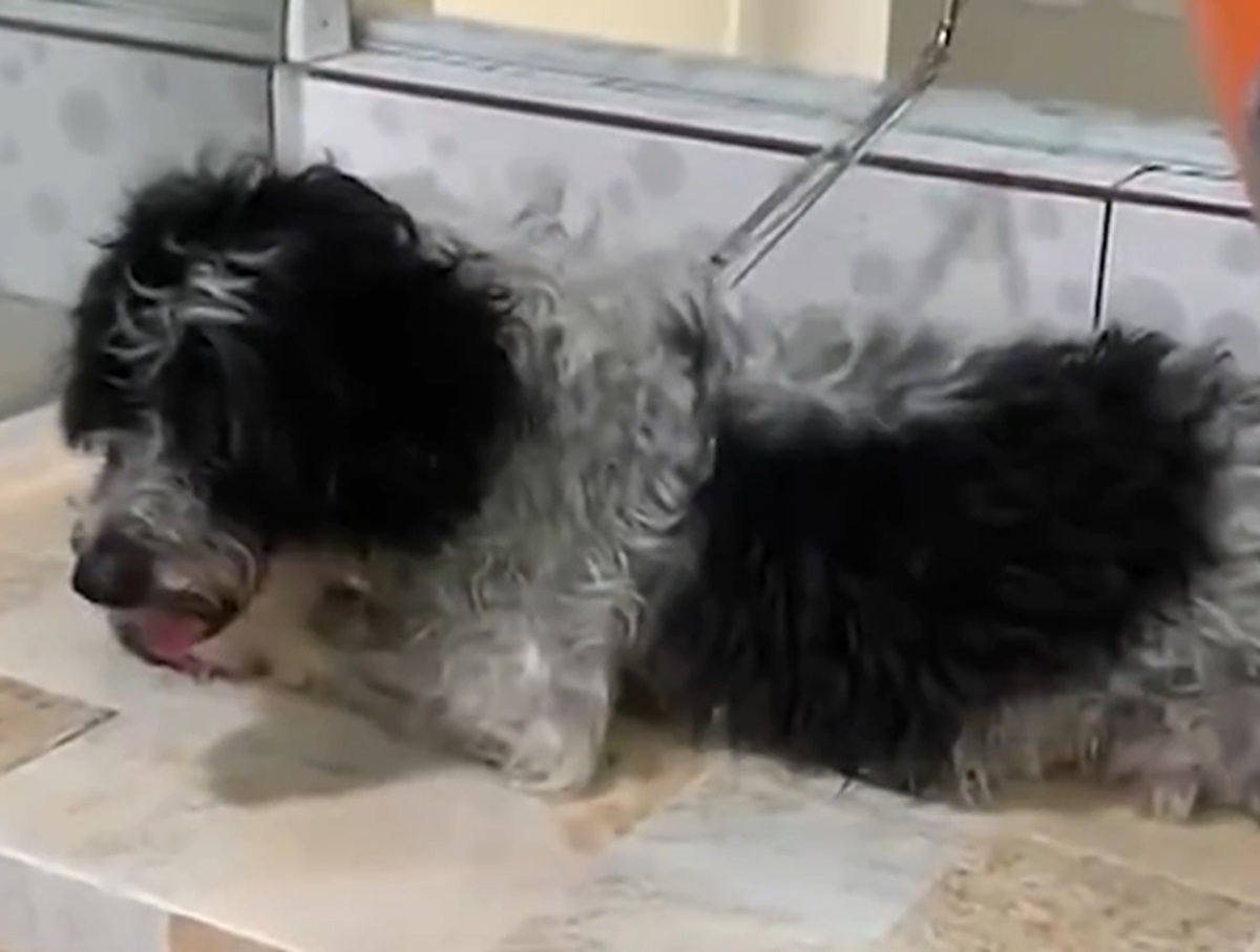 Bella fica 11 dias sumida em SP; cachorrinha é achada em local inusitado. Imagem: Reprodução