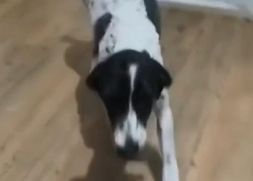 Bella fica 11 dias sumida em SP; cachorrinha é achada em local inusitado. Imagem: Reprodução
