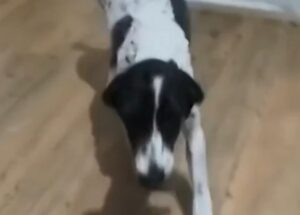 Bella fica 11 dias sumida em SP; cachorrinha é achada em local inusitado. Imagem: Reprodução