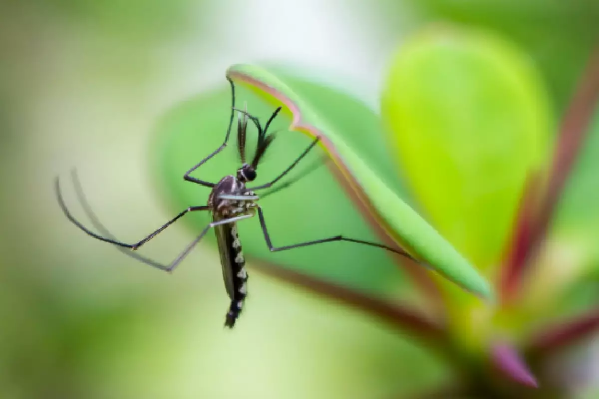 Plantas que repelem mosquitos: opções perfeitas para proteger sua casa