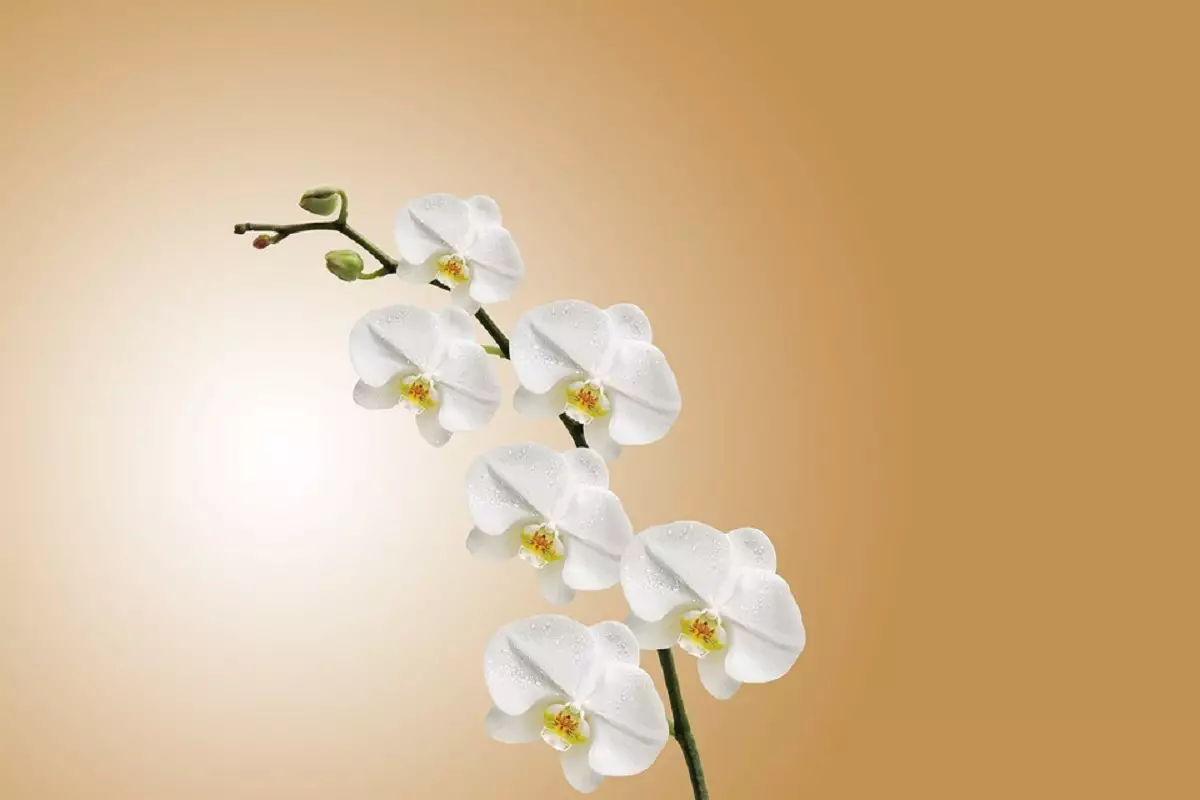 Não plante orquídea antes de ver essas dicas: tenha flores lindas e fortes; seja em vaso ou solo